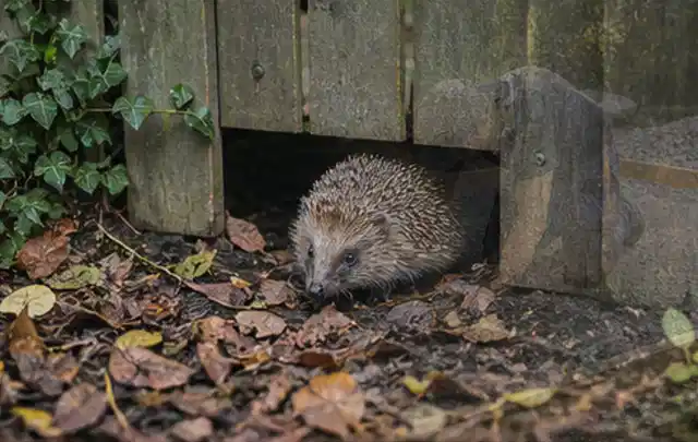 Igel nutzt einen bodennahen Durchgang unter einem hölzernen Gartenzaun; Thema Aufstellpools, Schwerpunkt Gärten mit kleiner Fläche; Kontrolle.