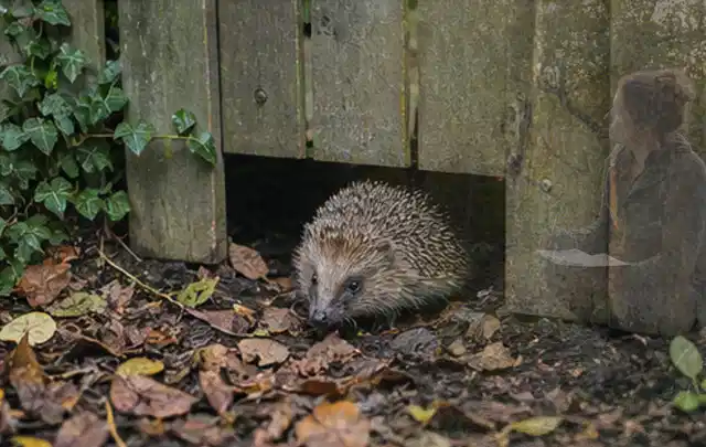 Igel nutzt einen bodennahen Durchgang unter einem hölzernen Gartenzaun; Thema Aufstellpools, Schwerpunkt Kaufberatung; Kontrolle.