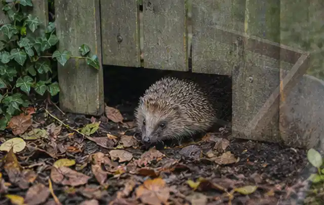 Igel nutzt einen bodennahen Durchgang unter einem hölzernen Gartenzaun; Thema Aufstellpools, Schwerpunkt Kosten; Ergebnis.