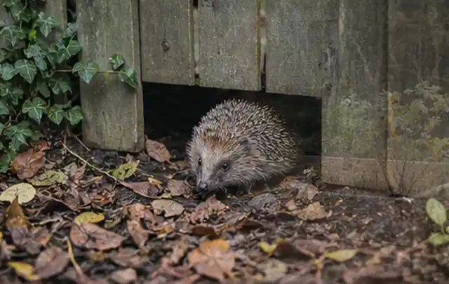 Igel nutzt einen bodennahen Durchgang unter einem hölzernen Gartenzaun; Thema Aufstellpools, Schwerpunkt Leistung; Ergebnis.