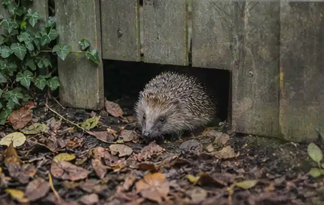 Igel nutzt einen bodennahen Durchgang unter einem hölzernen Gartenzaun; Thema Aufstellpools, Schwerpunkt Pools; Umsetzung.