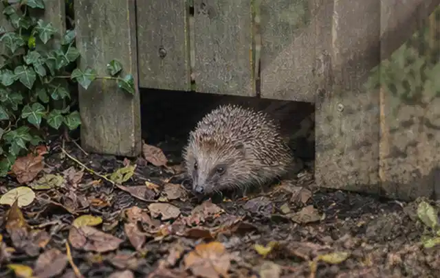 Igel nutzt einen bodennahen Durchgang unter einem hölzernen Gartenzaun; Thema Aufstellpools, Schwerpunkt Reinigung; Kontrolle.