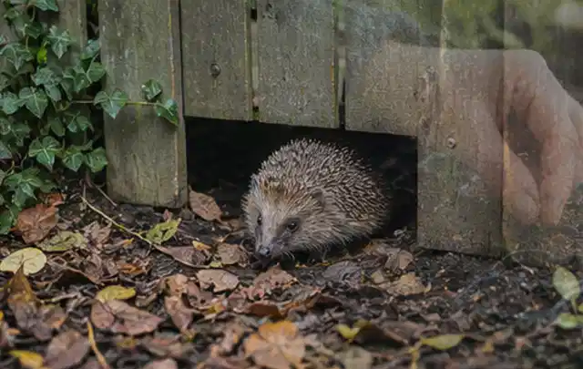 Igel nutzt einen bodennahen Durchgang unter einem hölzernen Gartenzaun; Thema Aufstellpools, Schwerpunkt Reparatur; Praxisalltag.