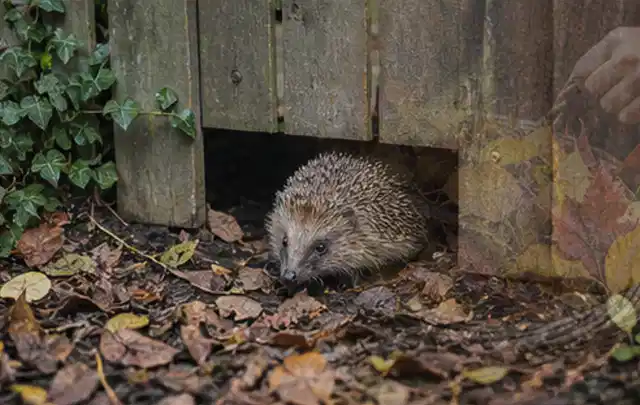 Igel nutzt einen bodennahen Durchgang unter einem hölzernen Gartenzaun; Thema Aufstellpools, Schwerpunkt Systemvergleich; Kontrolle.