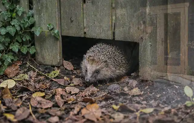 Igel nutzt einen bodennahen Durchgang unter einem hölzernen Gartenzaun; Thema Aufstellpools, Schwerpunkt Testkriterien; Kontrolle.