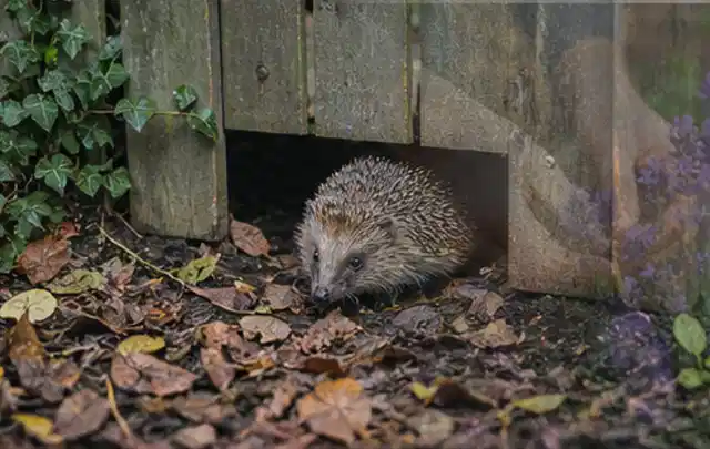 Igel nutzt einen bodennahen Durchgang unter einem hölzernen Gartenzaun; Thema Aufstellpools, Schwerpunkt Winterlager; Kontrolle.