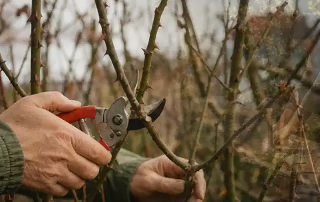 Hände schneiden einen älteren Rosenstrauch mit einer sauberen Gartenschere; Thema Bäume, Schwerpunkt Pflanzen; Kontrolle.