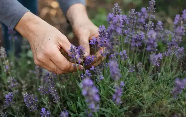 Hände pflegen blühenden Lavendel in einem natürlich angelegten Gartenbeet; Thema Bäume, Schwerpunkt Pflanzen; Ergebnis.