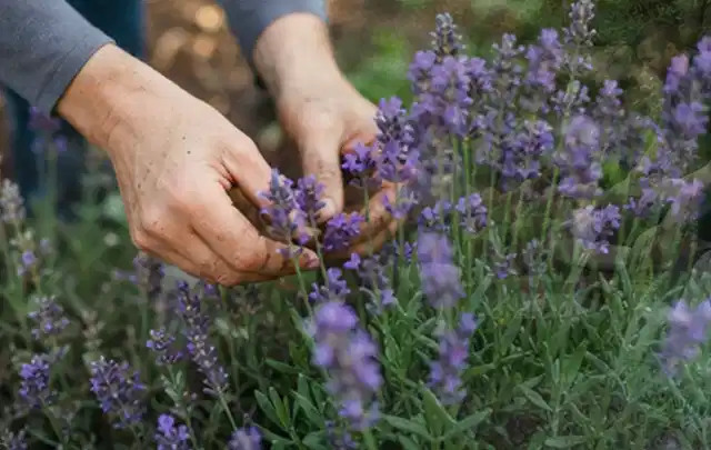 Hände pflegen blühenden Lavendel in einem natürlich angelegten Gartenbeet; Thema Balkonpflanzen, Schwerpunkt Boden; Umsetzung.