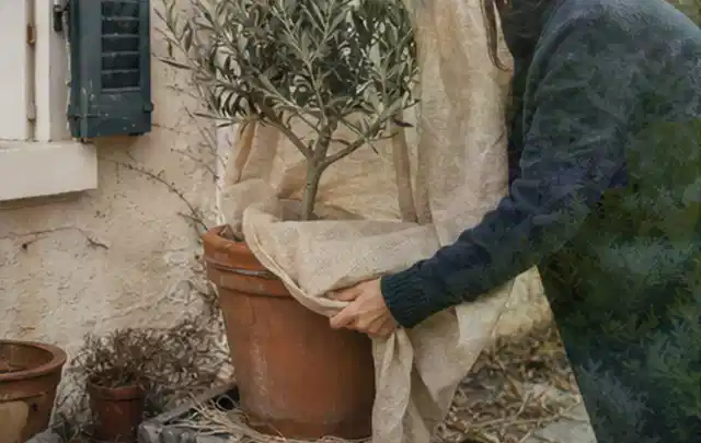 Person umhüllt eine mediterrane Kübelpflanze mit atmungsaktivem Winterschutz; Thema Balkonpflanzen, Schwerpunkt Boden; Praxisalltag.
