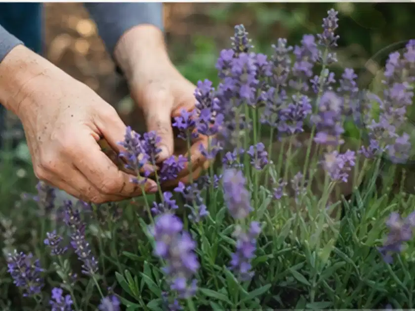 Hände pflegen blühenden Lavendel in einem natürlich angelegten Gartenbeet; Thema Balkonpflanzen, Schwerpunkt Düngung; Titelbild.
