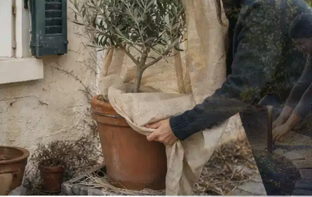 Person umhüllt eine mediterrane Kübelpflanze mit atmungsaktivem Winterschutz; Thema Balkonpflanzen, Schwerpunkt Düngung; Ergebnis.