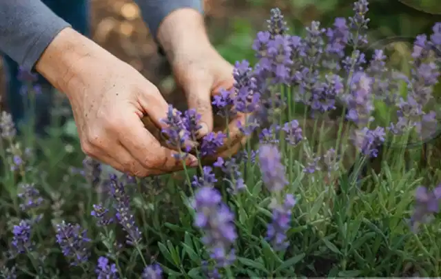 Hände pflegen blühenden Lavendel in einem natürlich angelegten Gartenbeet; Thema Balkonpflanzen, Schwerpunkt Einsteigerwissen; Umsetzung.