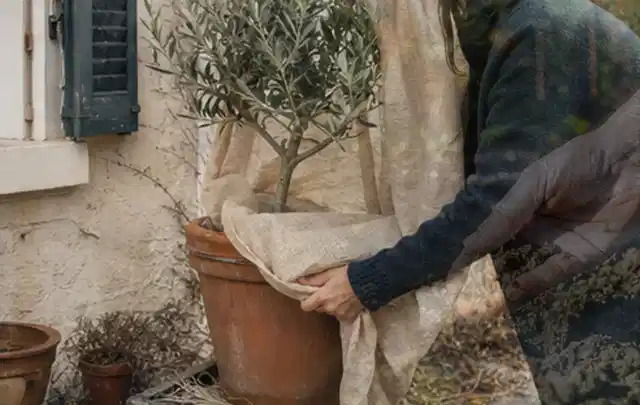 Person umhüllt eine mediterrane Kübelpflanze mit atmungsaktivem Winterschutz; Thema Balkonpflanzen, Schwerpunkt Fehlerhilfe; Kontrolle.