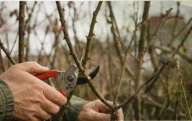 Hände schneiden einen älteren Rosenstrauch mit einer sauberen Gartenschere; Thema Balkonpflanzen, Schwerpunkt Fehlerhilfe; Praxisalltag.