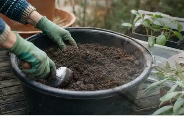 Behandschuhte Hände bereiten lockere Pflanzerde in einem großen Kübel vor; Thema Balkonpflanzen, Schwerpunkt Gartenpraxis; Kontrolle.