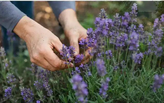 Hände pflegen blühenden Lavendel in einem natürlich angelegten Gartenbeet; Thema Balkonpflanzen, Schwerpunkt Gartenpraxis; Praxisalltag.