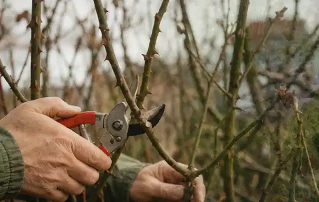 Hände schneiden einen älteren Rosenstrauch mit einer sauberen Gartenschere; Thema Balkonpflanzen, Schwerpunkt Jahrespflege; Ausgangslage.