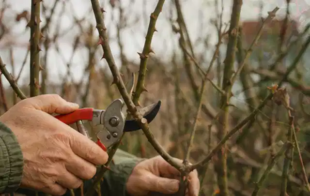 Hände schneiden einen älteren Rosenstrauch mit einer sauberen Gartenschere; Thema Balkonpflanzen, Schwerpunkt Pflanzen; Ergebnis.