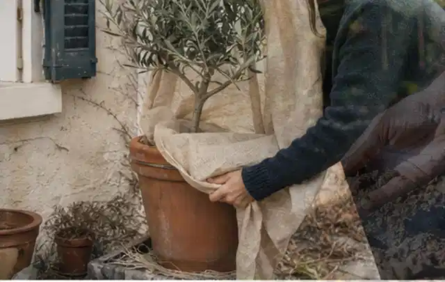 Person umhüllt eine mediterrane Kübelpflanze mit atmungsaktivem Winterschutz; Thema Balkonpflanzen, Schwerpunkt Pflanzengesundheit; Kontrolle.