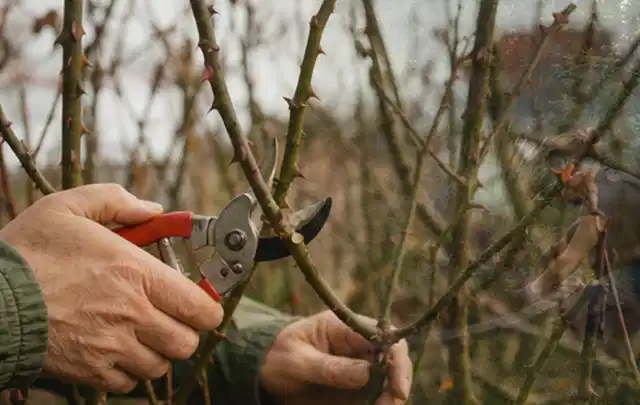 Hände schneiden einen älteren Rosenstrauch mit einer sauberen Gartenschere; Thema Balkonpflanzen, Schwerpunkt Pflanzpartner; Ausgangslage.