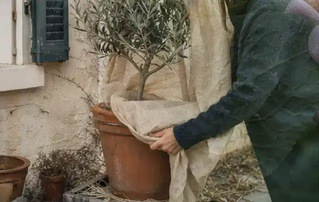 Person umhüllt eine mediterrane Kübelpflanze mit atmungsaktivem Winterschutz; Thema Balkonpflanzen, Schwerpunkt Problemlösung; Umsetzung.