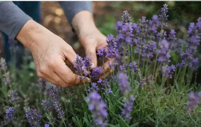 Hände pflegen blühenden Lavendel in einem natürlich angelegten Gartenbeet; Thema Balkonpflanzen, Schwerpunkt Problemlösung; Praxisalltag.