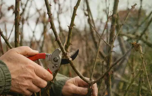 Hände schneiden einen älteren Rosenstrauch mit einer sauberen Gartenschere; Thema Balkonpflanzen, Schwerpunkt Rückschnitt; Umsetzung.