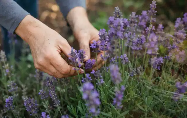 Hände pflegen blühenden Lavendel in einem natürlich angelegten Gartenbeet; Thema Balkonpflanzen, Schwerpunkt Sortenwahl; Ausgangslage.