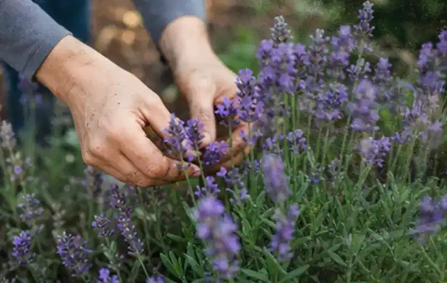 Hände pflegen blühenden Lavendel in einem natürlich angelegten Gartenbeet; Thema Balkonpflanzen, Schwerpunkt Standort; Ausgangslage.