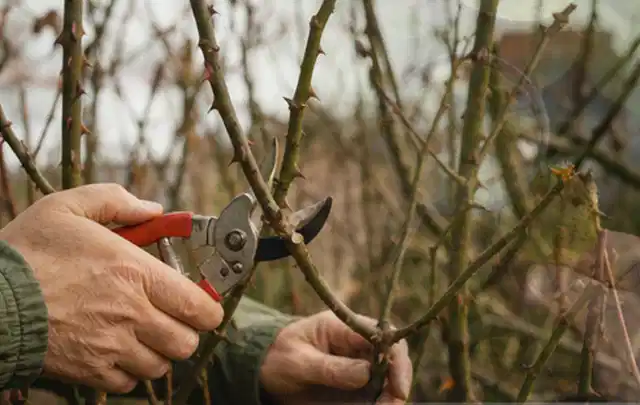 Hände schneiden einen älteren Rosenstrauch mit einer sauberen Gartenschere; Thema Balkonpflanzen, Schwerpunkt Standort; Kontrolle.