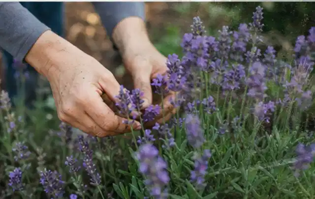 Hände pflegen blühenden Lavendel in einem natürlich angelegten Gartenbeet; Thema Balkonpflanzen, Schwerpunkt Topfkultur; Umsetzung.
