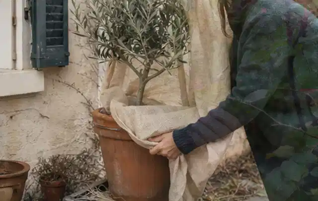 Person umhüllt eine mediterrane Kübelpflanze mit atmungsaktivem Winterschutz; Thema Balkonpflanzen, Schwerpunkt Vermehrung; Praxisalltag.