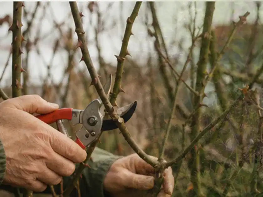 Hände schneiden einen älteren Rosenstrauch mit einer sauberen Gartenschere; Thema Balkonpflanzen, Schwerpunkt Wachstum; Titelbild.
