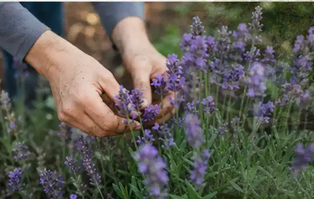Hände pflegen blühenden Lavendel in einem natürlich angelegten Gartenbeet; Thema Balkonpflanzen, Schwerpunkt Wachstum; Praxisalltag.