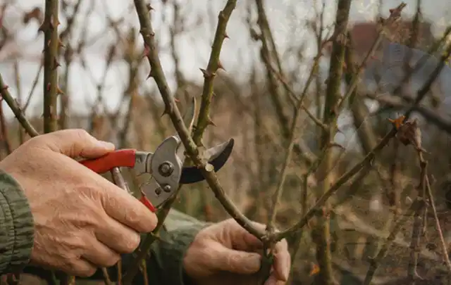 Hände schneiden einen älteren Rosenstrauch mit einer sauberen Gartenschere; Thema Balkonpflanzen, Schwerpunkt Winterpflege; Praxisalltag.