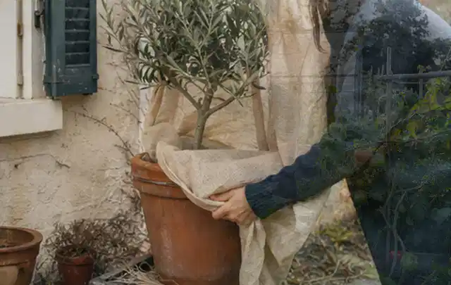 Person umhüllt eine mediterrane Kübelpflanze mit atmungsaktivem Winterschutz; Thema Bambus, Schwerpunkt Bewässerung; Ergebnis.