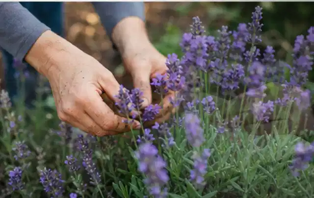 Hände pflegen blühenden Lavendel in einem natürlich angelegten Gartenbeet; Thema Bambus, Schwerpunkt Boden; Umsetzung.