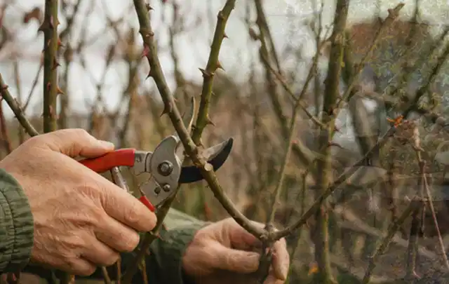 Hände schneiden einen älteren Rosenstrauch mit einer sauberen Gartenschere; Thema Bambus, Schwerpunkt Boden; Praxisalltag.