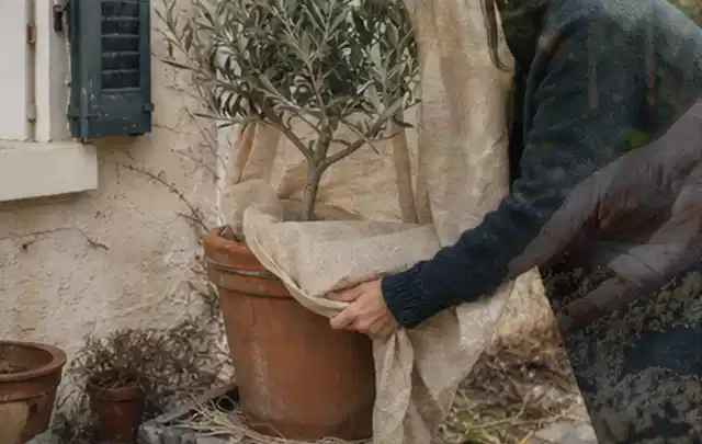 Person umhüllt eine mediterrane Kübelpflanze mit atmungsaktivem Winterschutz; Thema Bambus, Schwerpunkt Düngung; Ausgangslage.