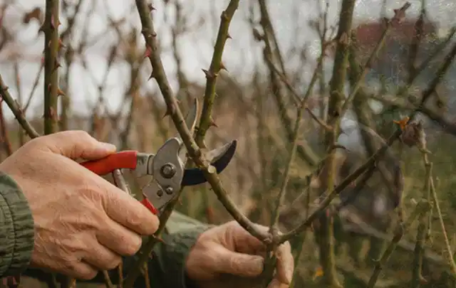 Hände schneiden einen älteren Rosenstrauch mit einer sauberen Gartenschere; Thema Bambus, Schwerpunkt Einsteigerwissen; Ergebnis.