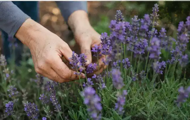 Hände pflegen blühenden Lavendel in einem natürlich angelegten Gartenbeet; Thema Bambus, Schwerpunkt Fehlerhilfe; Umsetzung.