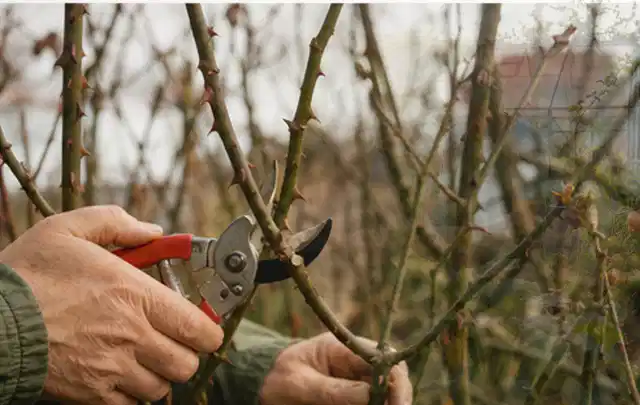 Hände schneiden einen älteren Rosenstrauch mit einer sauberen Gartenschere; Thema Bambus, Schwerpunkt Fehlerhilfe; Praxisalltag.