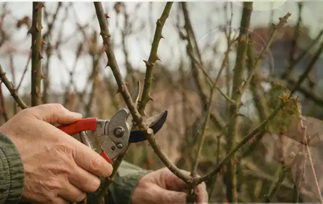 Hände schneiden einen älteren Rosenstrauch mit einer sauberen Gartenschere; Thema Bambus, Schwerpunkt Gartenpraxis; Ergebnis.