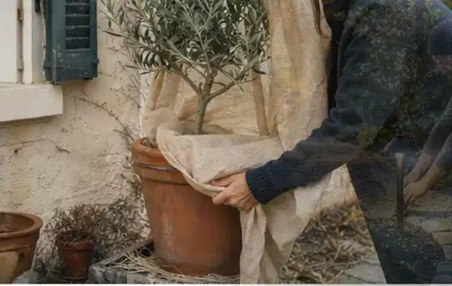 Person umhüllt eine mediterrane Kübelpflanze mit atmungsaktivem Winterschutz; Thema Bambus, Schwerpunkt Jahrespflege; Umsetzung.