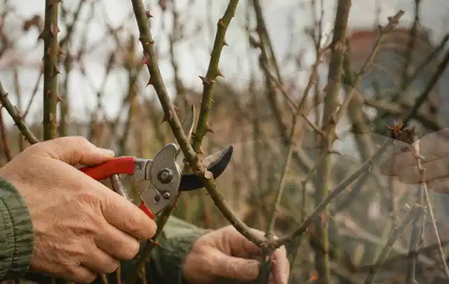 Hände schneiden einen älteren Rosenstrauch mit einer sauberen Gartenschere; Thema Bambus, Schwerpunkt Jahrespflege; Praxisalltag.