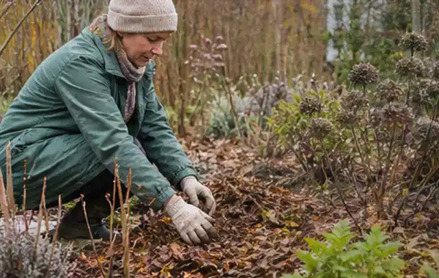 Person verteilt eine schützende Mulchschicht zwischen winterlichen Stauden; Thema Bambus, Schwerpunkt Pflanzen; Ergebnis.