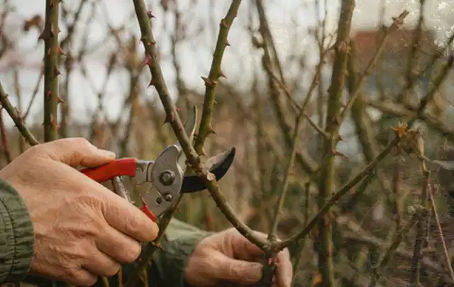 Hände schneiden einen älteren Rosenstrauch mit einer sauberen Gartenschere; Thema Bambus, Schwerpunkt Pflanzengesundheit; Ergebnis.