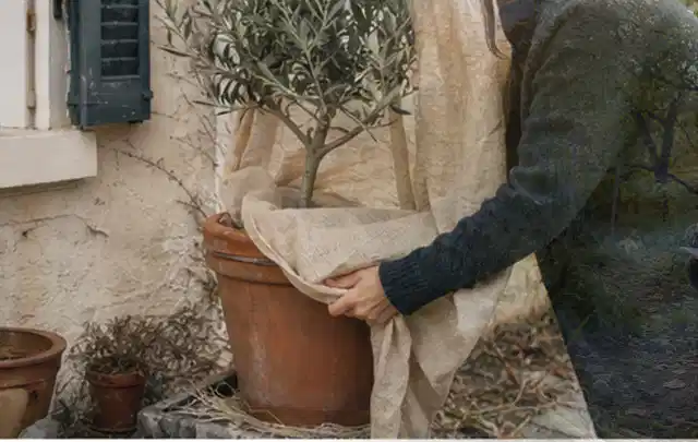 Person umhüllt eine mediterrane Kübelpflanze mit atmungsaktivem Winterschutz; Thema Bambus, Schwerpunkt Pflanzenschutz; Umsetzung.
