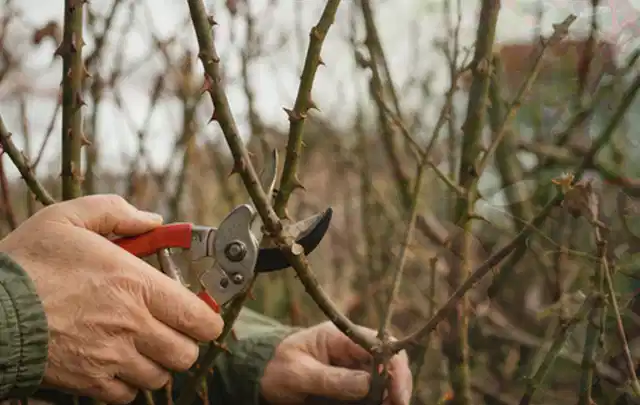 Hände schneiden einen älteren Rosenstrauch mit einer sauberen Gartenschere; Thema Bambus, Schwerpunkt Pflanzenschutz; Kontrolle.
